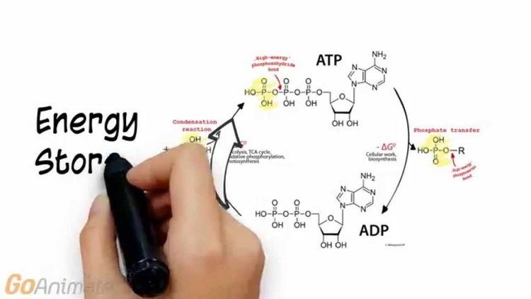 Phosphocreatine ATP Phosphocreatine System Overview V20 YouTube