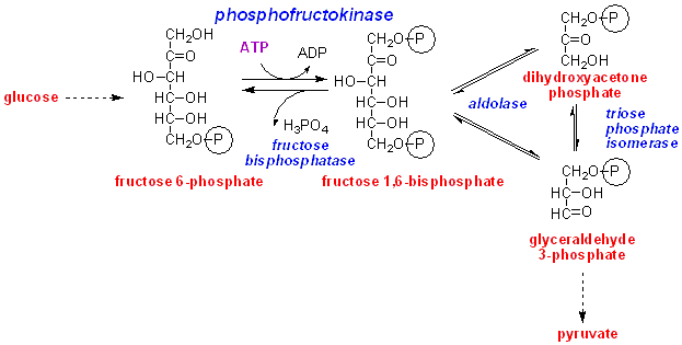 Phosphofructokinase Untitled Document