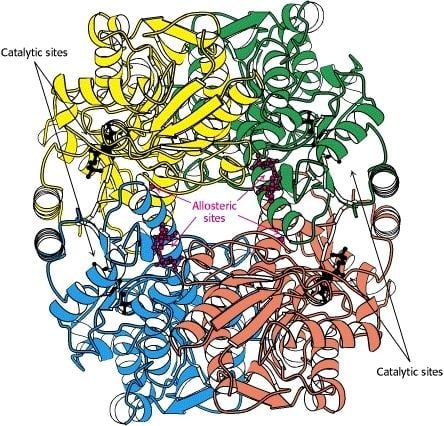 Phosphofructokinase 1 World of Biochemistry blog about biochemistry Glycolysis enzymes