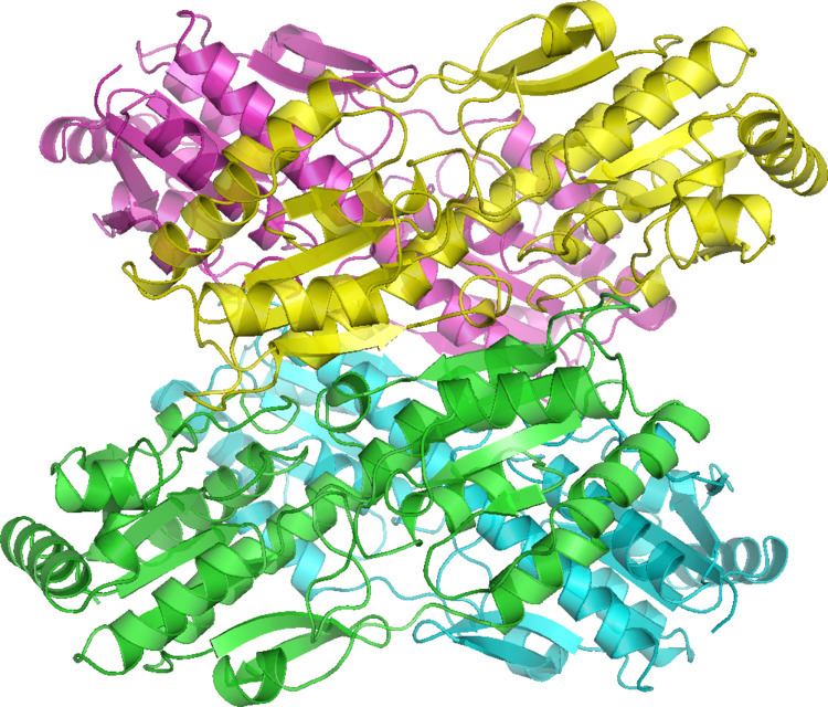 Phosphofructokinase 1 Enzyme activator Wikipedia