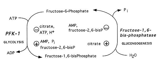 Phosphofructokinase 1 Allosteric Regulation