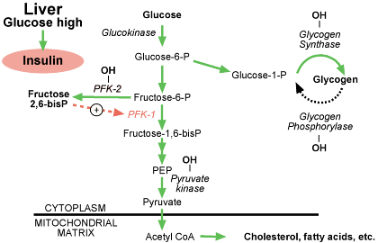 Phosphofructokinase 2 Activation Of Phosphofructokinase 2 By Insulin zipblackberry