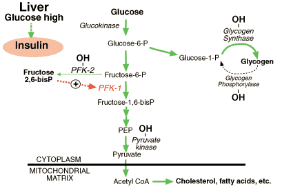 Phosphofructokinase 2 Carbohydrate Metabolism Regulation Problem Set