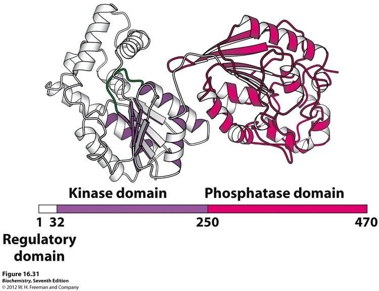 Phosphofructokinase 2 Kevin Ahern39s Biochemistry BB 450550 at Oregon State University