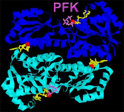 Phosphofructokinase Concepts in Biochemistry Structure Tutorials
