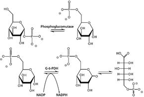 Phosphoglucomutase Phosphoglucomutase from rabbit muscle ammonium sulfate suspension