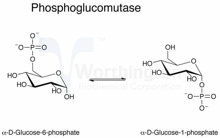 Phosphoglucomutase wwwworthingtonbiochemcomPGMimagesreactionjpg