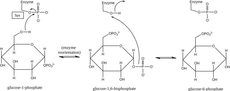 Phosphoglucomutase FilePhosphoglucomutase Mechanismsvg Wikimedia Commons