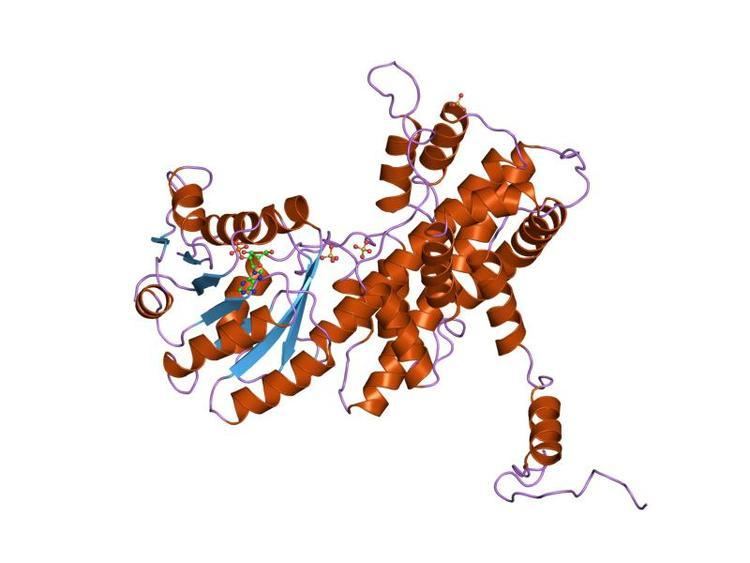 Phosphogluconate dehydrogenase