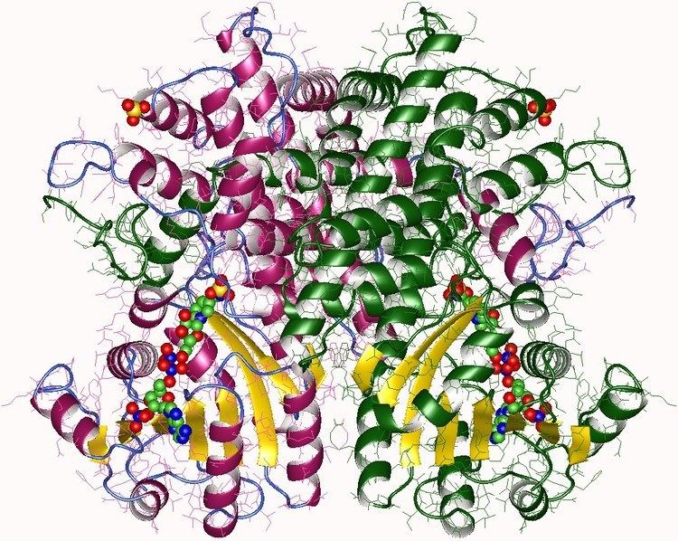 Phosphogluconate dehydrogenase (decarboxylating)