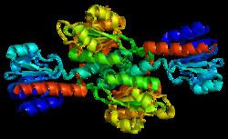 Phosphoglycerate dehydrogenase httpsuploadwikimediaorgwikipediacommonsthu