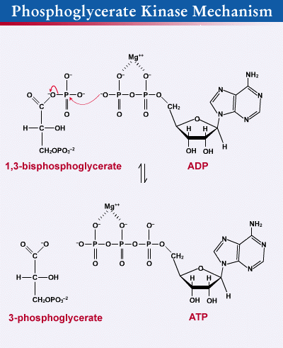 Phosphoglycerate kinase reaction7mechanismgif