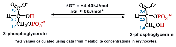 Phosphoglycerate mutase Phosphoglycerate Mutase