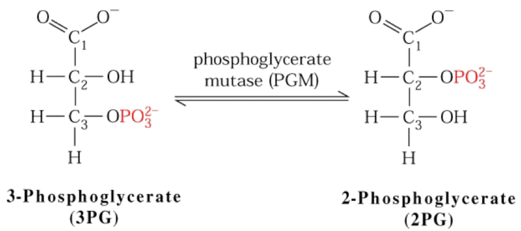 Phosphoglycerate mutase Glycolysis Metabonomics Celiac Disease Foundation