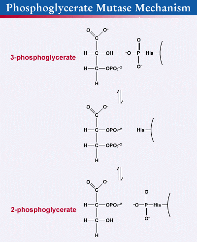 Phosphoglycerate mutase reaction8mechanismgif