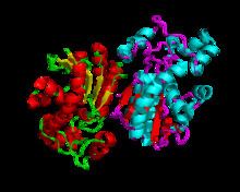 Phosphoglycerate mutase httpsuploadwikimediaorgwikipediacommonsthu