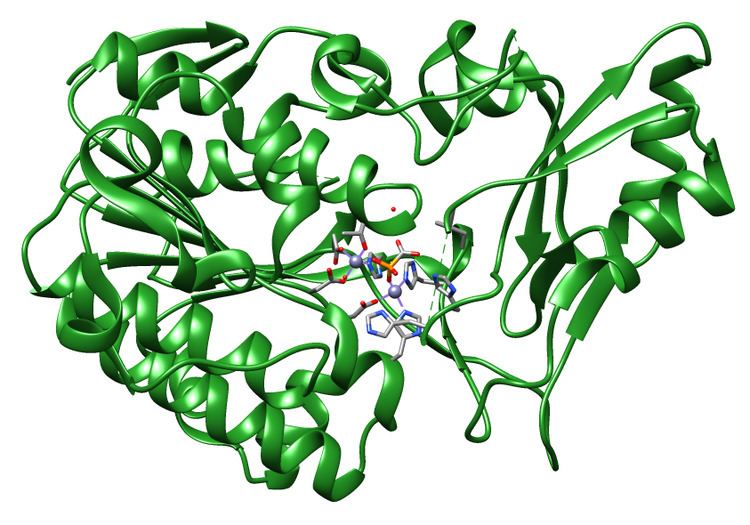 Phosphonoacetate hydrolase