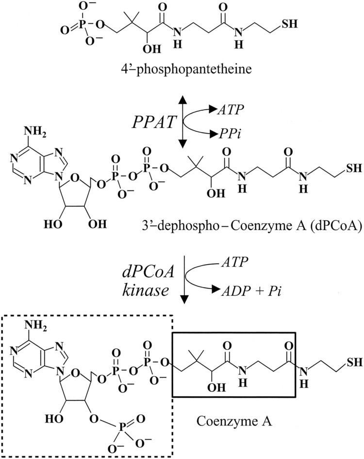 Phosphopantetheine A Novel Adenylate Binding Site Confers Phosphopantetheine