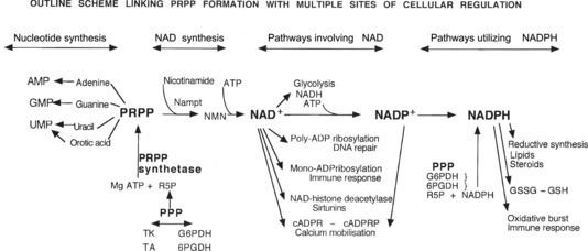 Phosphoribosyl pyrophosphate Figure Scheme 1 Pathways linking phosphoribosyl Figure 1 of 14