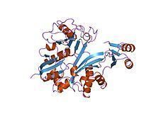 Phosphoribosylamine—glycine ligase httpsuploadwikimediaorgwikipediacommonsthu