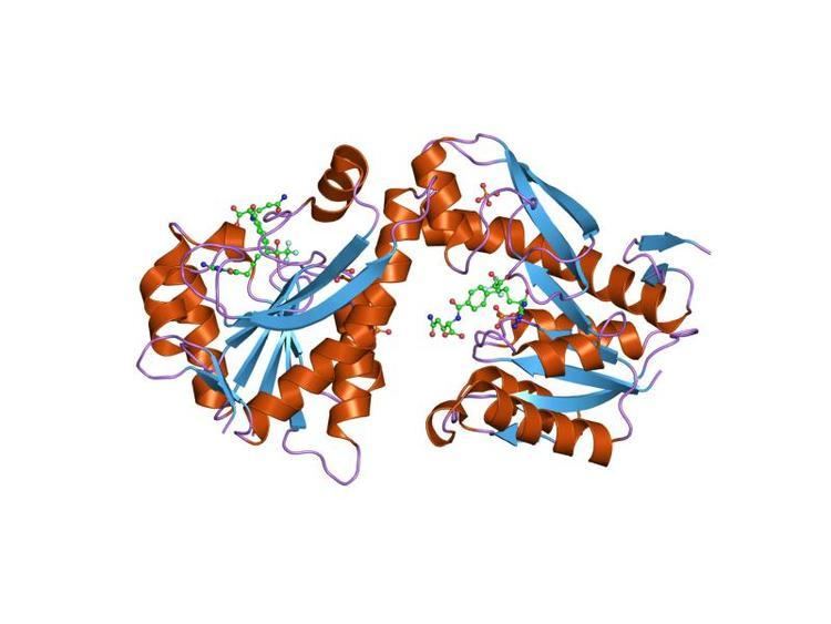 Phosphoribosylglycinamide formyltransferase