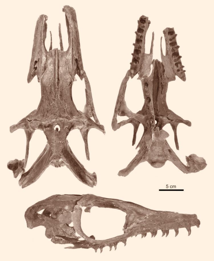 Phosphorosaurus Phosphorosaurus ponpetelegans Fossil Find in Japan Uncovers New