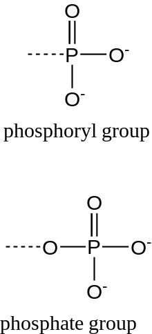 Phosphoryl group httpsuploadwikimediaorgwikipediacommonsthu