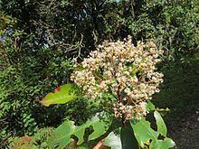 Photinia integrifolia httpsuploadwikimediaorgwikipediacommonsthu