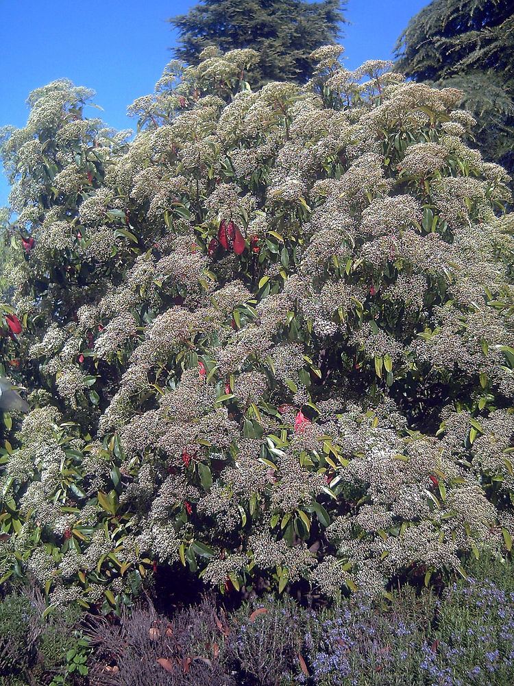 Photinia serratifolia Photinia serratifolia Wikipedia