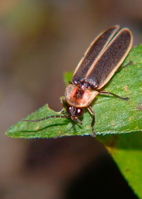 Photinus carolinus Why Fireflies Blink in Synch UConn Today