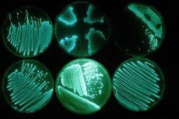 Photobacterium Bioluminescent Symbiosis A VCU Blog