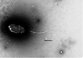 Photobacterium Photobacterium profundum MicrobeWiki