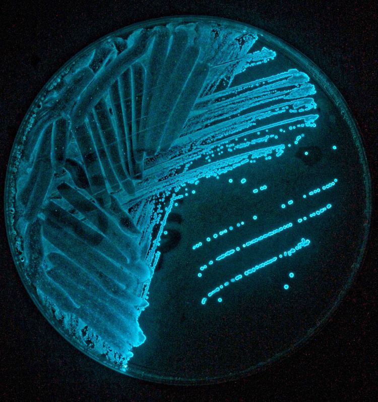 Photobacterium phosphoreum On Light Exploring The Invisible