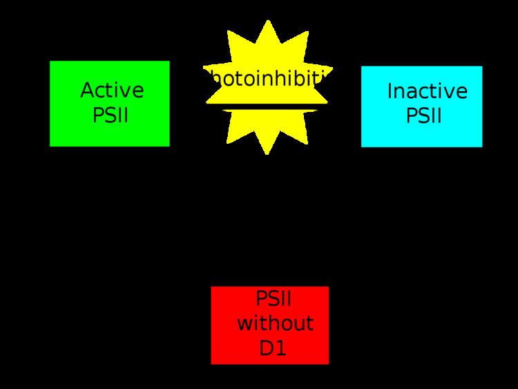 Photoinhibition