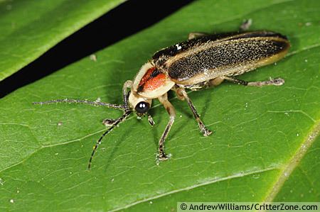 Photuris firefly Photuris BugGuideNet