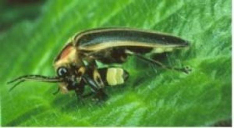 Photuris Biologists Expose Hidden Costs Of Firefly Flashes Risky Balance