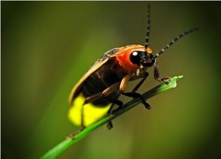 Photuris Photuris pennsylvanicus the Pennsylvania Firefly is one of almost