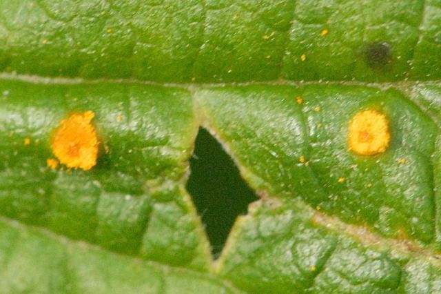 Phragmidium rubi-idaei httpsuploadwikimediaorgwikipediacommons99