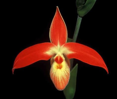 Phragmipedium - Alchetron, The Free Social Encyclopedia