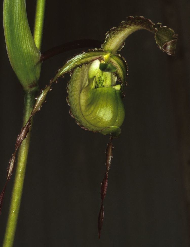 Phragmipedium boissierianum IOSPE PHOTOS