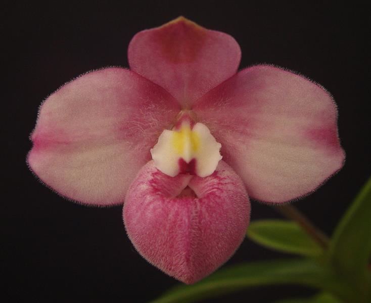 Phragmipedium fischeri Phrag fischeri presented by Orchids Limited