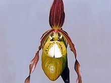 Phragmipedium klotzschianum httpsuploadwikimediaorgwikipediacommonsthu