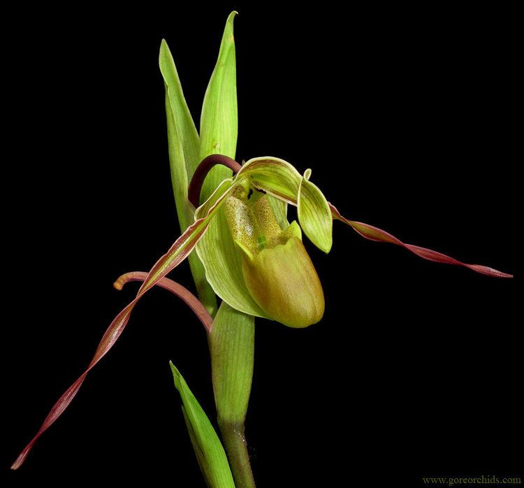 Phragmipedium longifolium Gore Orchid Conservatory Phrag Catalog Phrag orchids for sale