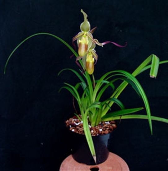 Phragmipedium longifolium Phrag longifolium var hartwegii presented by Orchids Limited