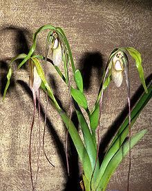 Phragmipedium warszewiczianum httpsuploadwikimediaorgwikipediacommonsthu