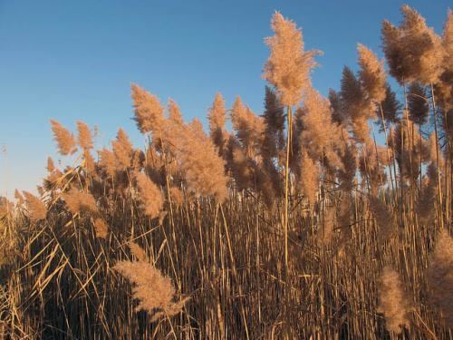 Phragmites Invasive Phragmites australis What is it and why is it a problem