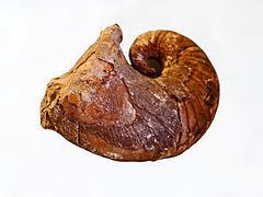 Phragmoceratidae httpsuploadwikimediaorgwikipediacommonsthu