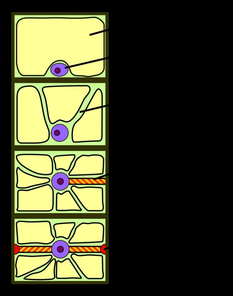 Phragmosome