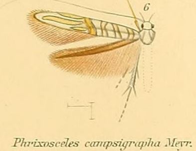 Phrixosceles campsigrapha