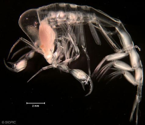 Phronima sedentaria Phronima sedentaria Zooplankton Guide